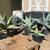 Unusual agaves 14 thumbnail