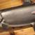 TAXIDERMY KING SALMON (CHINOOK)w/21 x 48 PROFESSIONAL TAXIDERMY PLAQUE 2 thumbnail