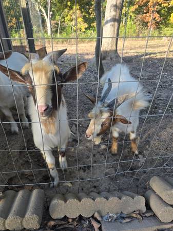 2 Goats 1