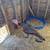 Chickens 13 thumbnail
