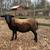 Two Ewe Available Katahdin/Dorper 3 thumbnail