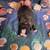 Boston Terrier for Rehoming 5 thumbnail