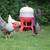 Rooster 3 thumbnail