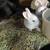 Bunnies 7 thumbnail