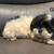 Shih tzu puppies 3 thumbnail