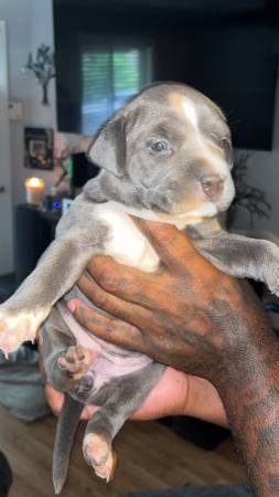 Pit bull