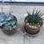 Succulents in 2 pretty ceramic pots 2 thumbnail