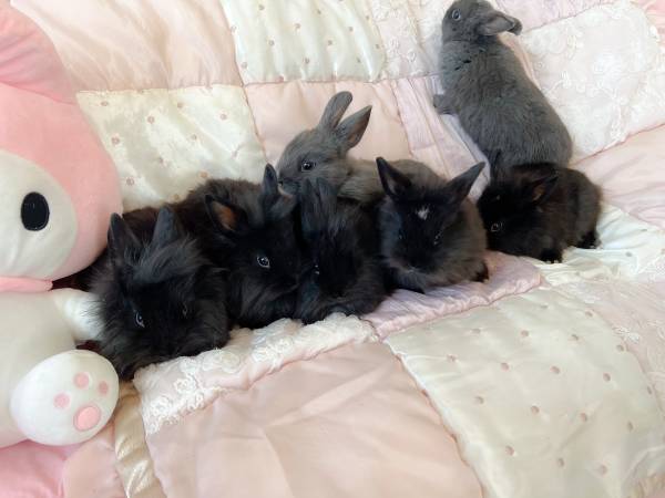 Buns for adoption (Jefferson)63871911399299124