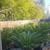 Bamboo, clumping 4 thumbnail