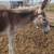 Mammoth Jack Colt 1 thumbnail