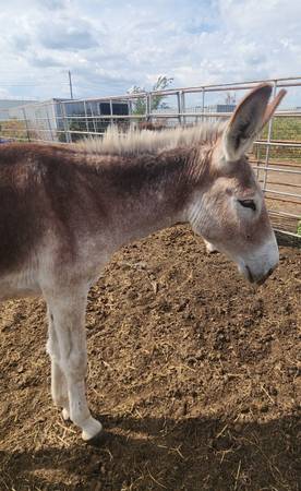 Mammoth Jack Colt 1