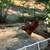 Rhode Island Red Roosters 3 thumbnail