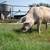 Full Time Ranch Maintenance Technician with benefits 3 thumbnail