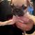 Frug(frenchy/pug) puppies 2 thumbnail