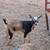 Nigerian Dwarf Goat Kids and Adults 2 thumbnail