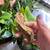 Flame adult female crested gecko and baby gecko 4 thumbnail