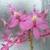 Epidendrum Radicans, Rare Purple Orchid 5 thumbnail