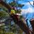 💥TOP-RATED TREE SERVICE 💥 Sacramento • Trimming • Removal •Tree Care 1 thumbnail