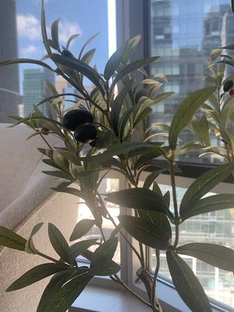 Pottery Barn Ceramic Base with faux Olive Tree - $145 (SOMA / south beach)63471480037889122