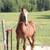Belgian Colt 7 thumbnail