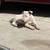 Puppies bull terrier 2 thumbnail