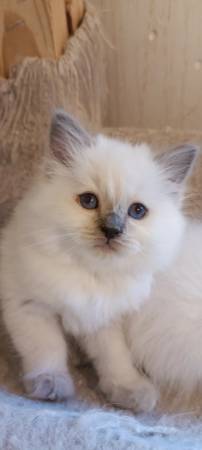 Ragdoll kitten63842373728387120