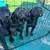 Doberman & Cane Corso Puppies Rehoming 8 thumbnail
