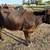 Young Cow 2 thumbnail