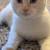 Flame point Siamese mix kitten 3 thumbnail