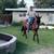 Horse /caballo 5 thumbnail