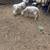 Sheep’s 4 thumbnail