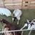Boar Goats 6 thumbnail