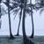 Pictures— Coconut tree . 1 thumbnail