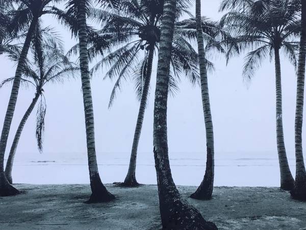 Pictures— Coconut tree . 1