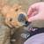 Rehoming 1 and a half year old golden retriever pryenees 2 thumbnail