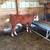 REGISTERED POLLED HEREFORD HEIFERS 4 thumbnail