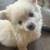 Pomchi 1 thumbnail
