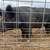 BOAR PIGS 2 thumbnail