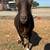 Registered Nigerian Dwarf Goat - Buck 3 thumbnail