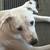 American Hound female 1 thumbnail