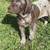 AKC German shorthaired pointers 1 thumbnail