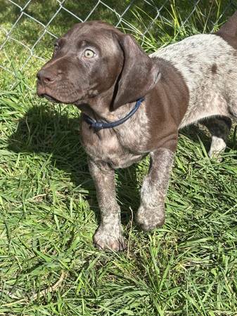 AKC German shorthaired pointers 1