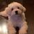 Coton de tulear 1 thumbnail
