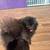 Teddy bear Pomeranian 1 thumbnail