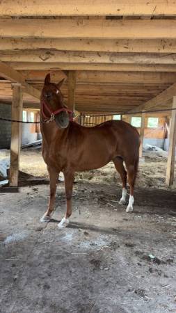 Qh mare 1