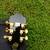Epiphone Sheraton II Pro 4 thumbnail