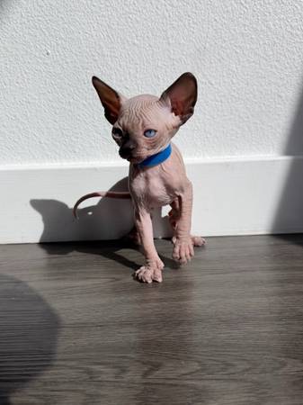 Kittens Sphynx (Oakland)539954118467921922