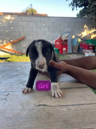 Rehoming puppies (Norwalk)63893600786178123