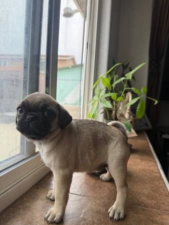 Cachorros de raza Pug originales (Chula Vista)63841745255809123