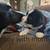 Border collies 4 thumbnail